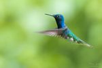 Photo d'un colibri en vol au Costa Rica